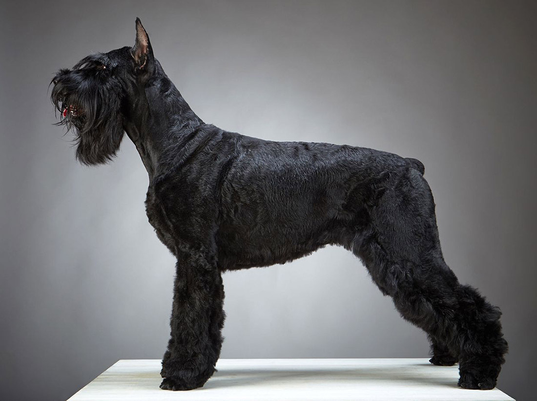 giant-schnauzer-grooming.jpg