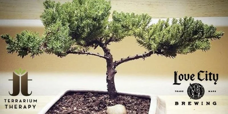 Beer and Bonsai