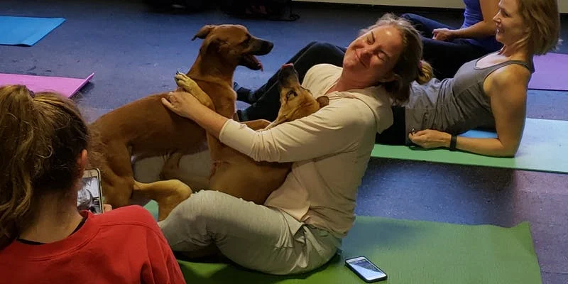 Doggy Noses &amp; Yoga Poses - Love City Barks, Bends, and Beer!