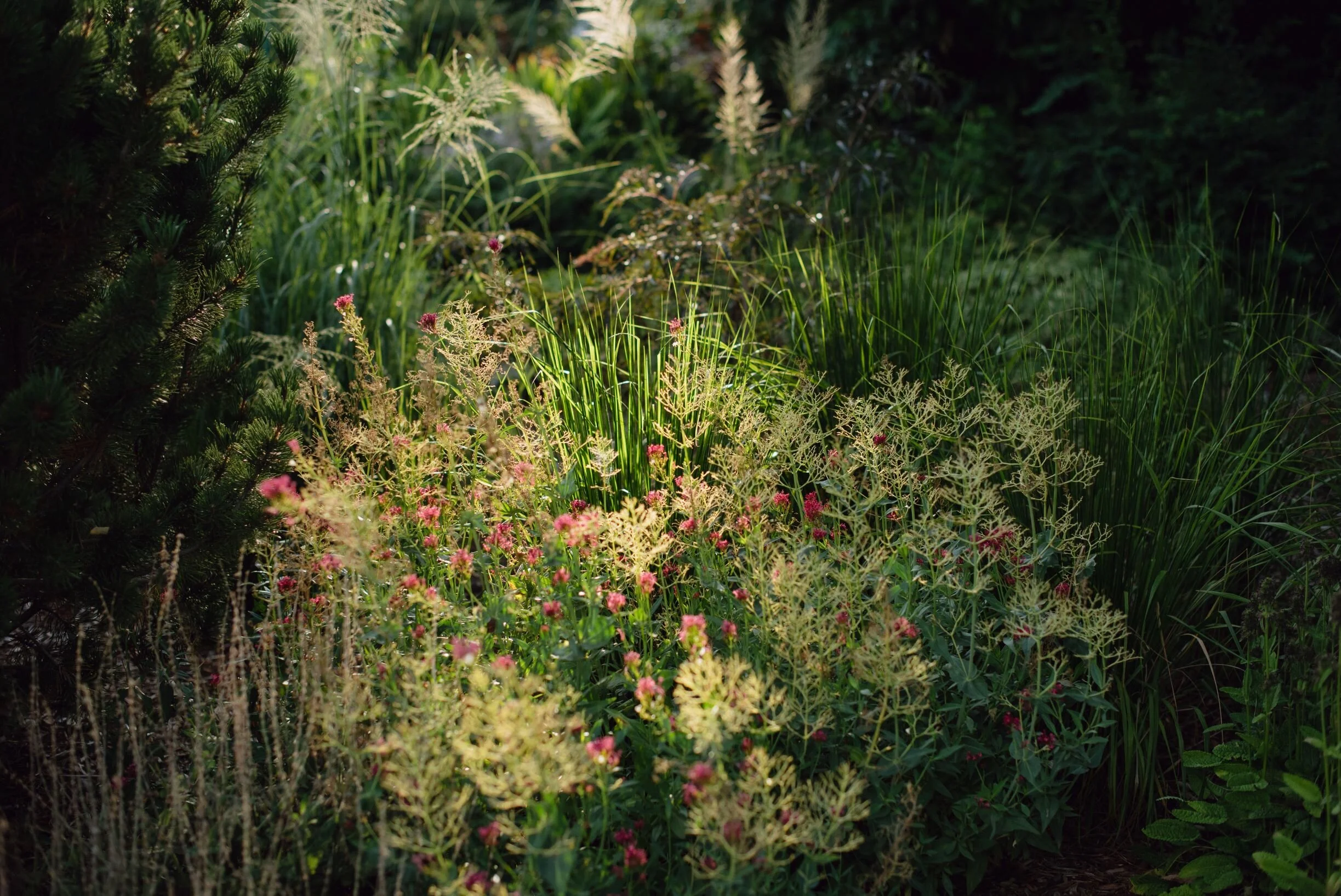 DSC_2976_compressed.jpg