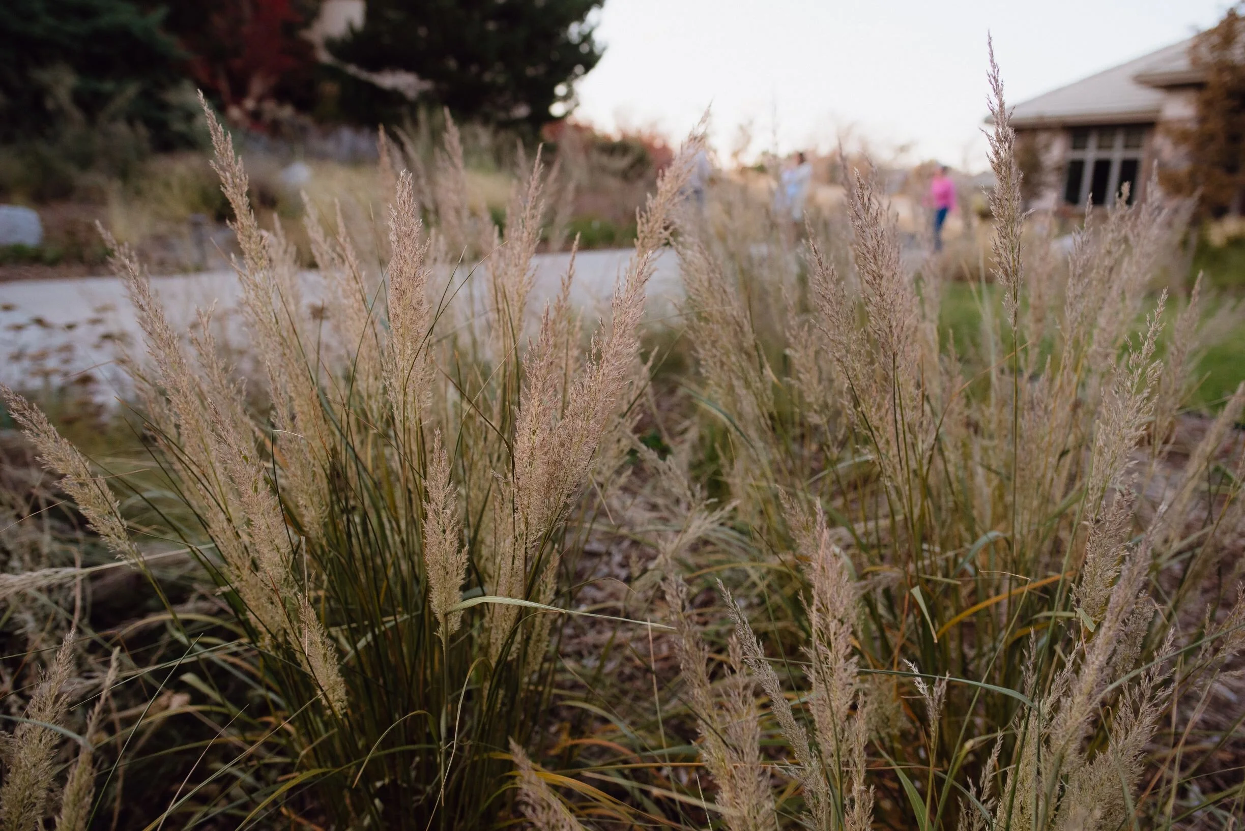 DSC_6282_compressed.jpg