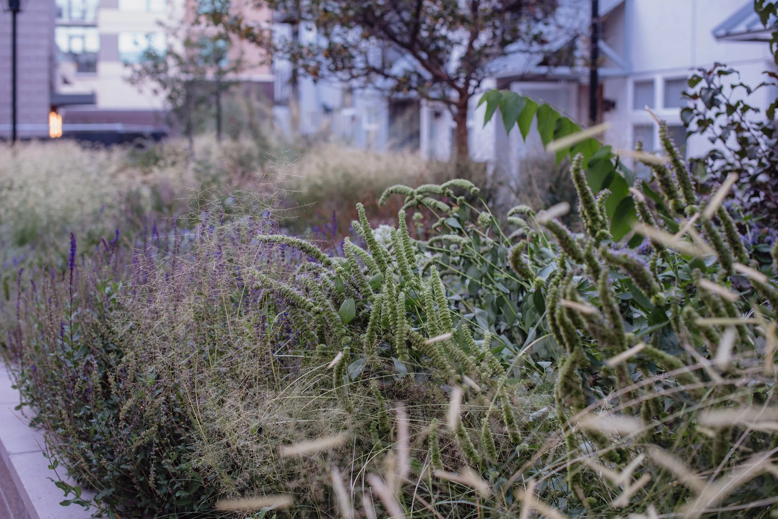 DSC_6217.jpg