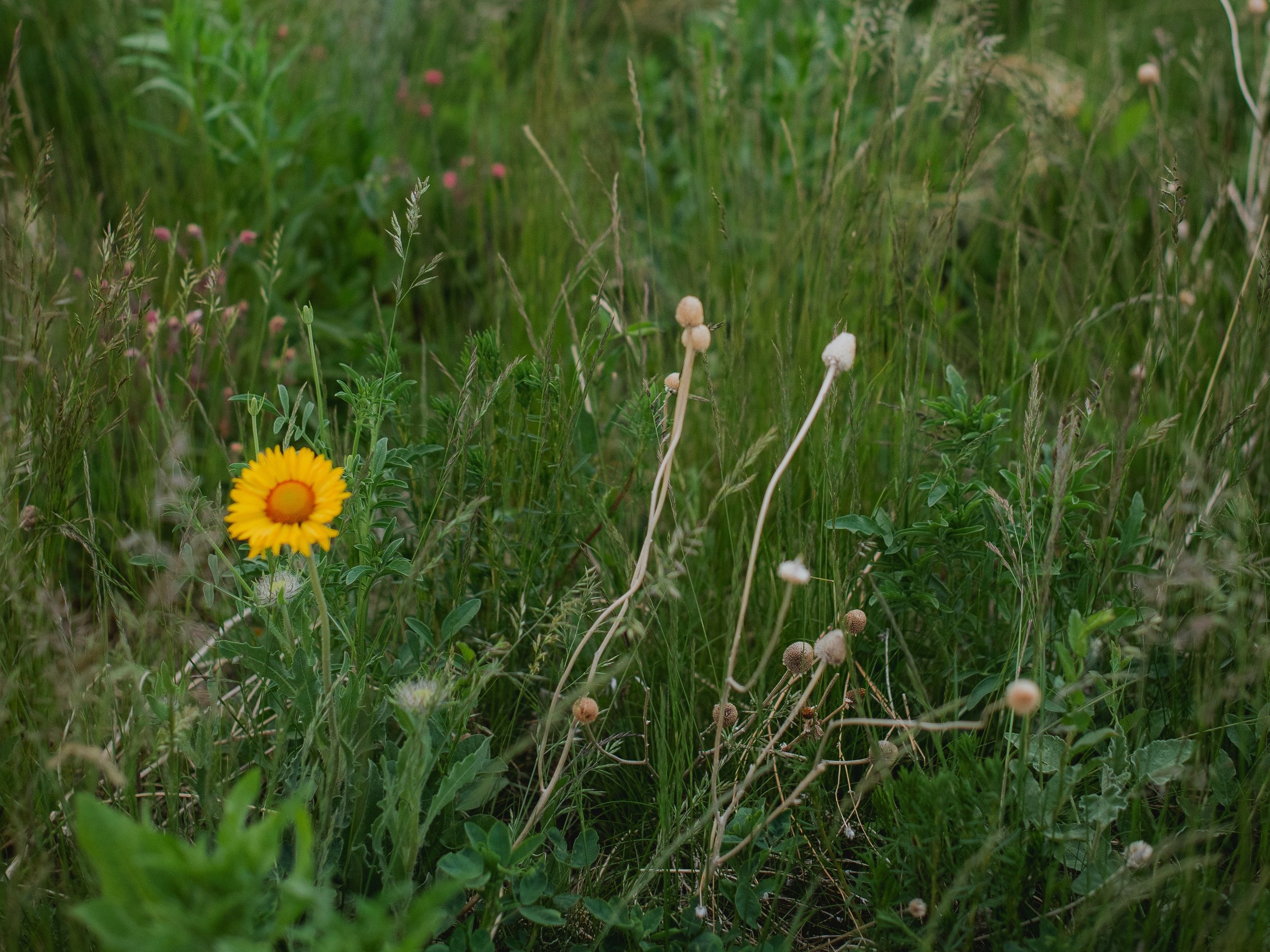 DSC_2083.jpg