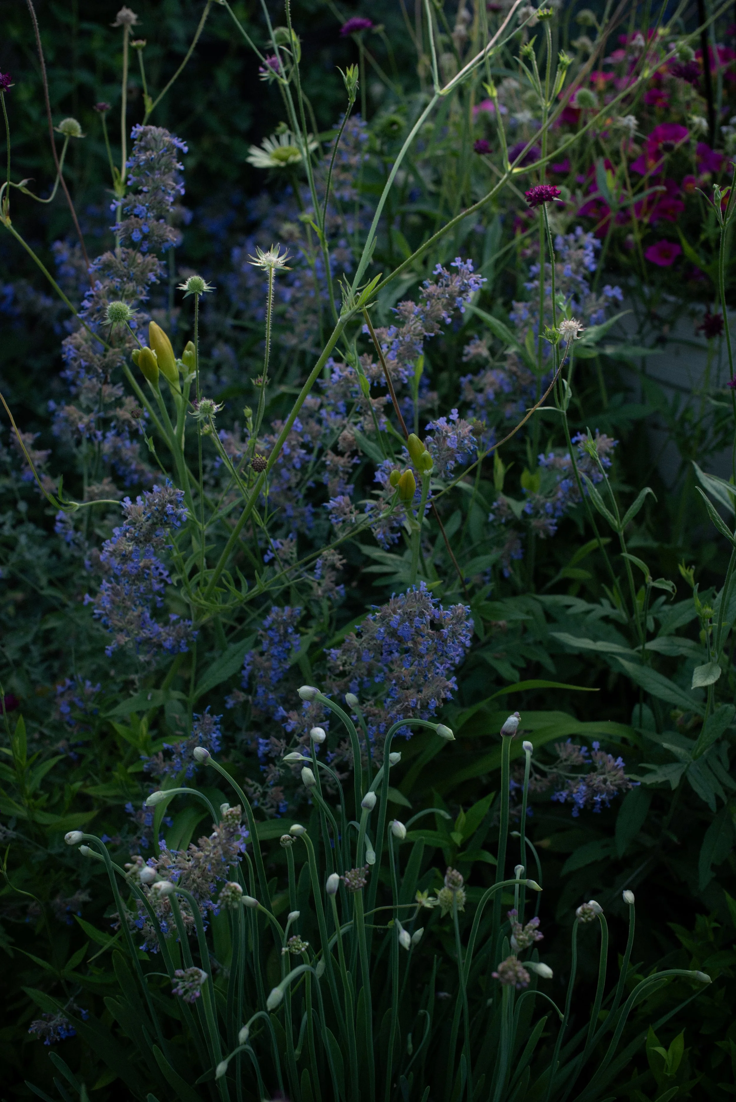 DSC_3678.jpg