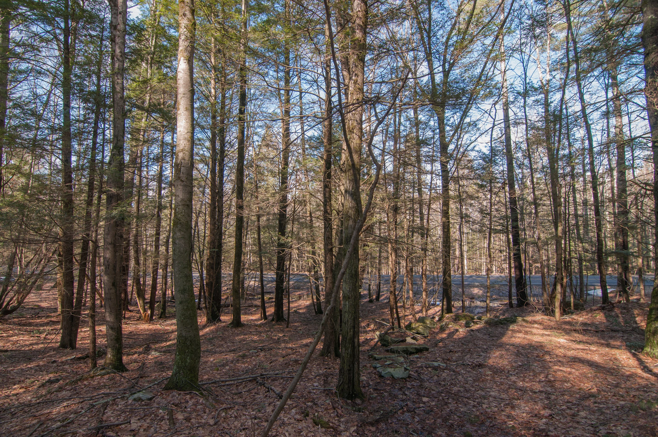 DSC_1478.jpg