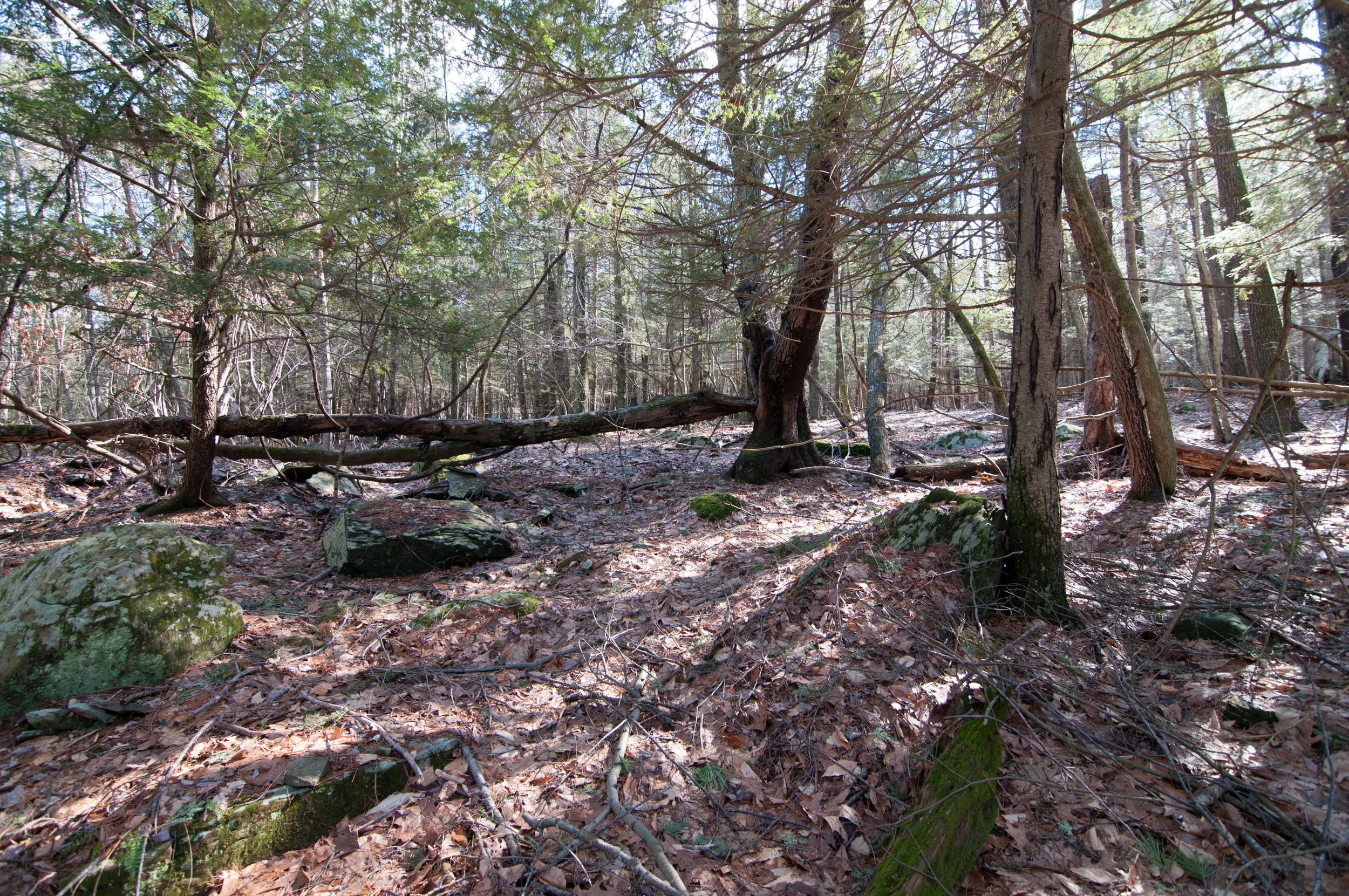 DSC_1482.jpg