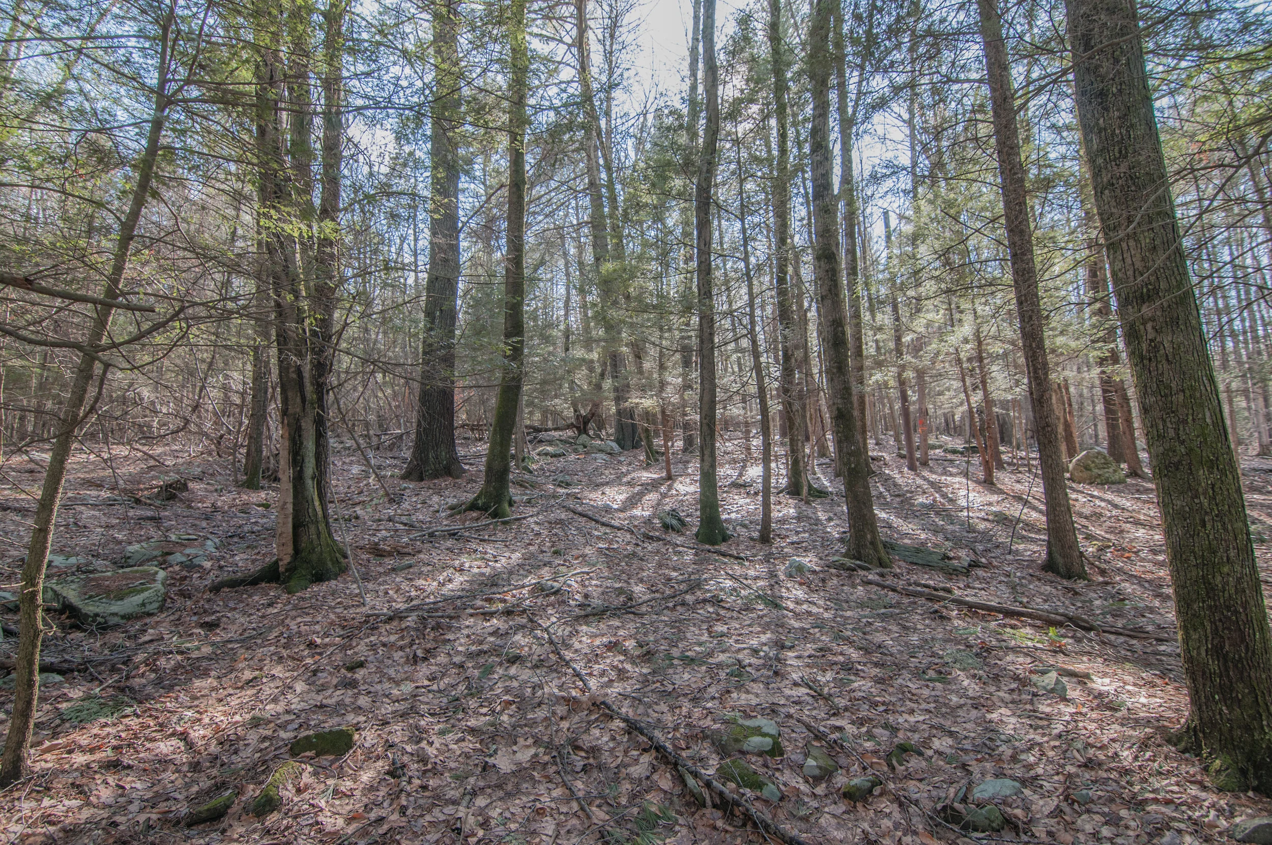 DSC_1503.jpg