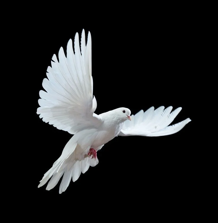 With all the John Woo callbacks I was rather let down by the distinct lack of doves fluttering about.