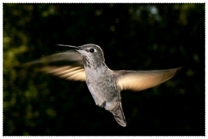 humming 2.jpeg
