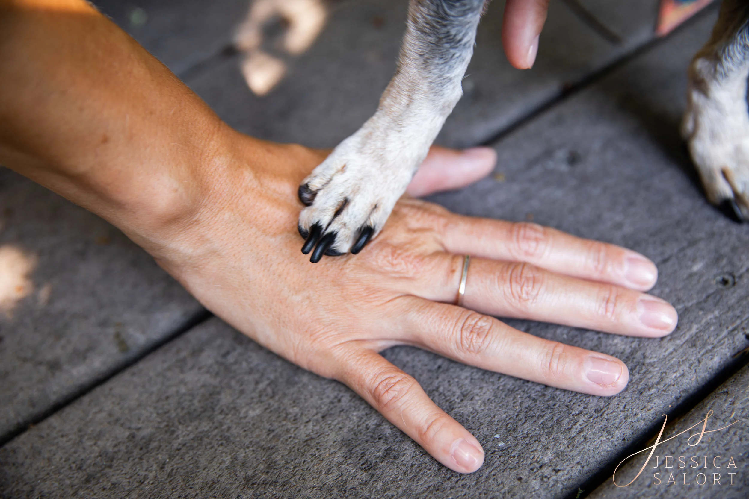 Pensacola Pet Photographer