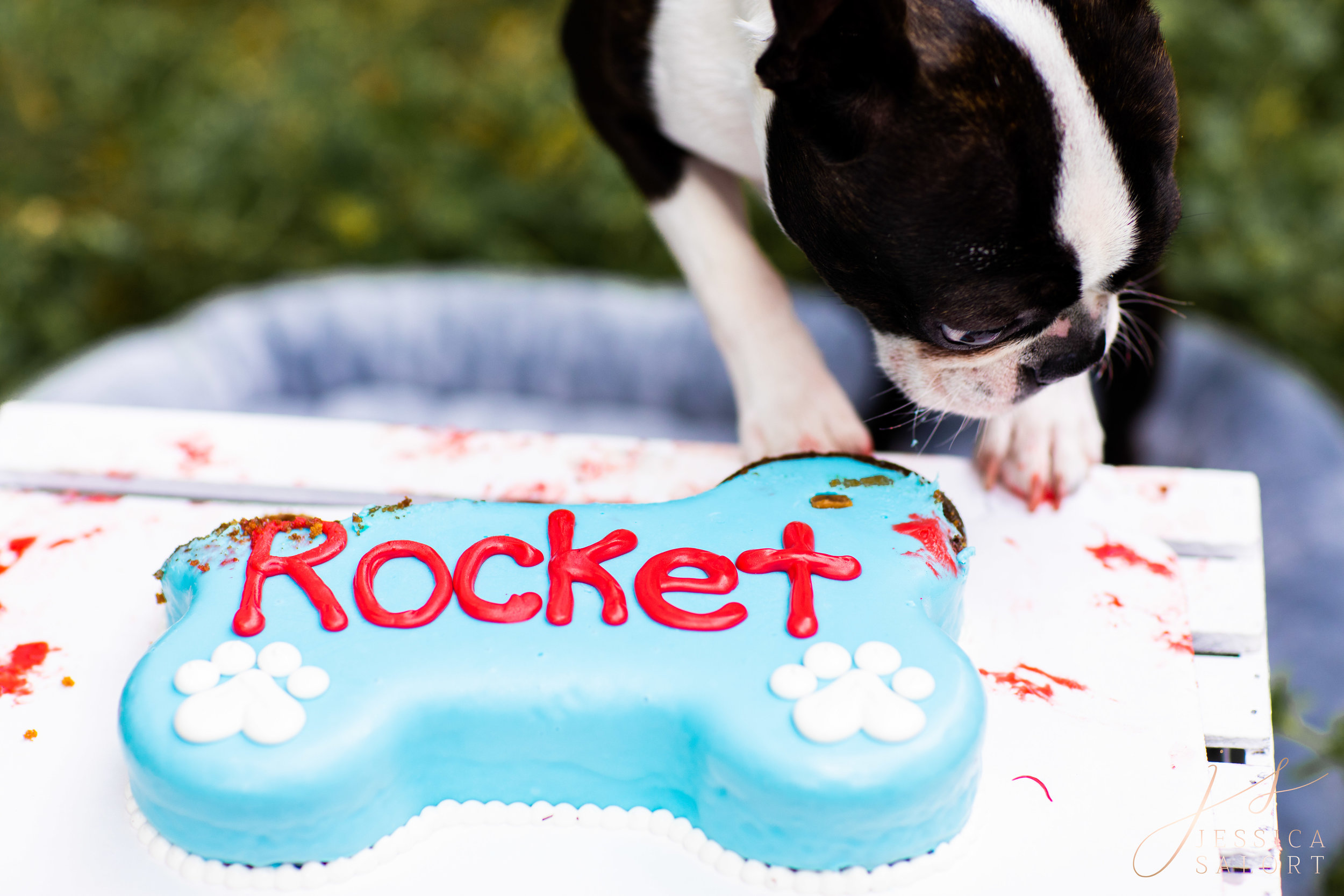 Jessica Salort Photography: Happy Birthday Rocket! // Pensacola Pet