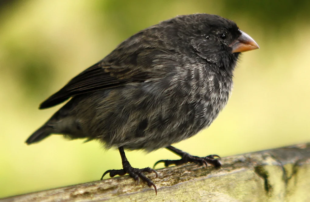 Finch - The Galapagos Islands