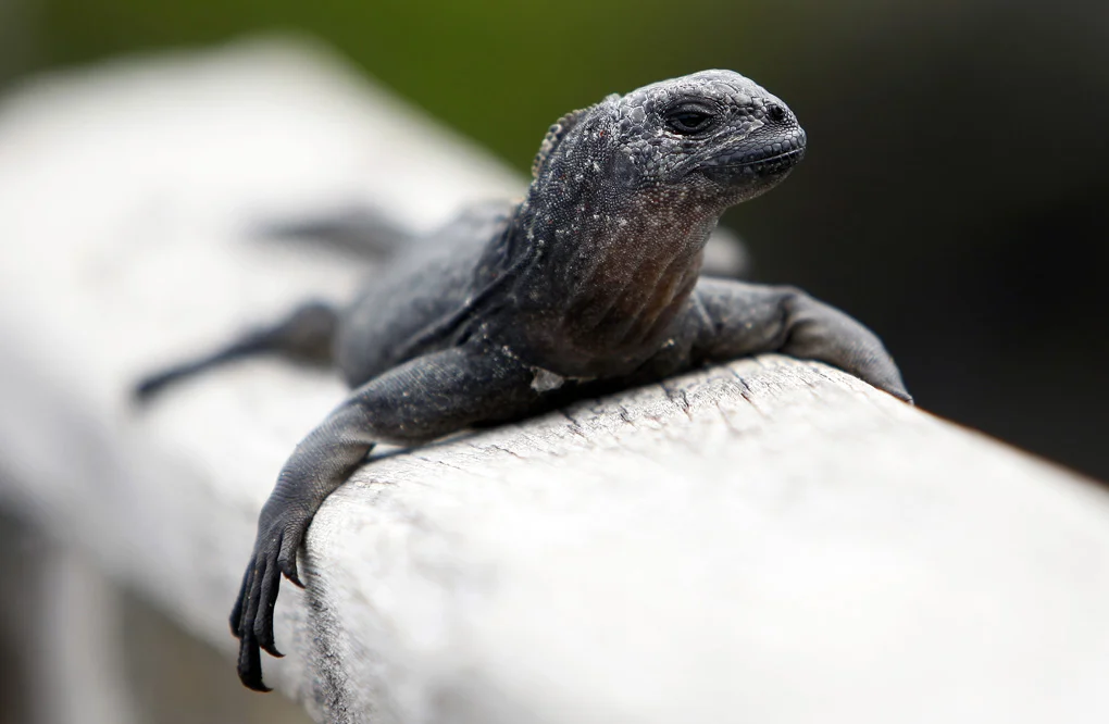 Marine Iguana - The Galapagos Islands