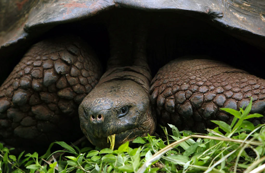 Giant Tortoise - The Galapagos Islands