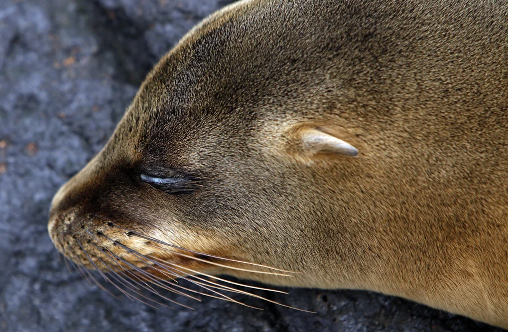 Young Sleeping Sea Lion - The Galapagos Islands