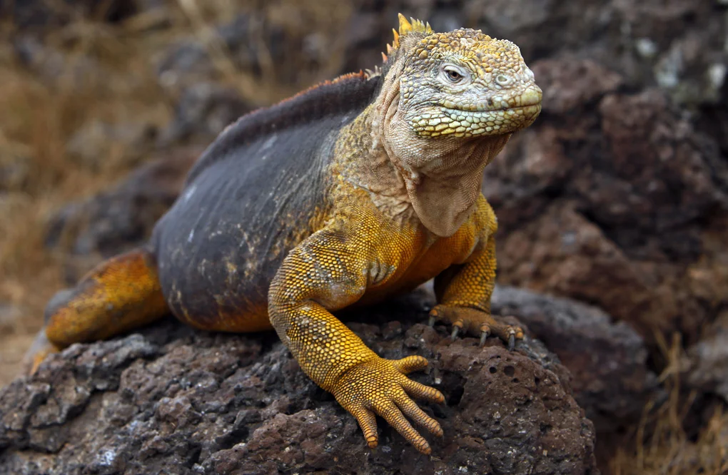 Land Iguana - The Galapagos Islands
