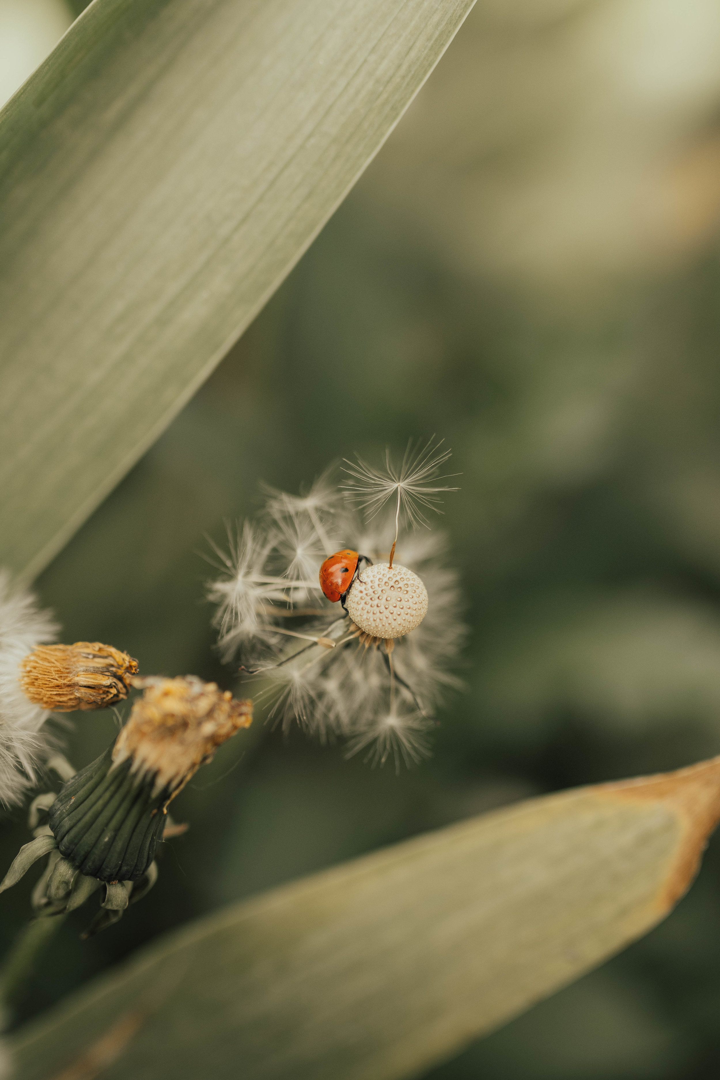 ladybug on dandelion