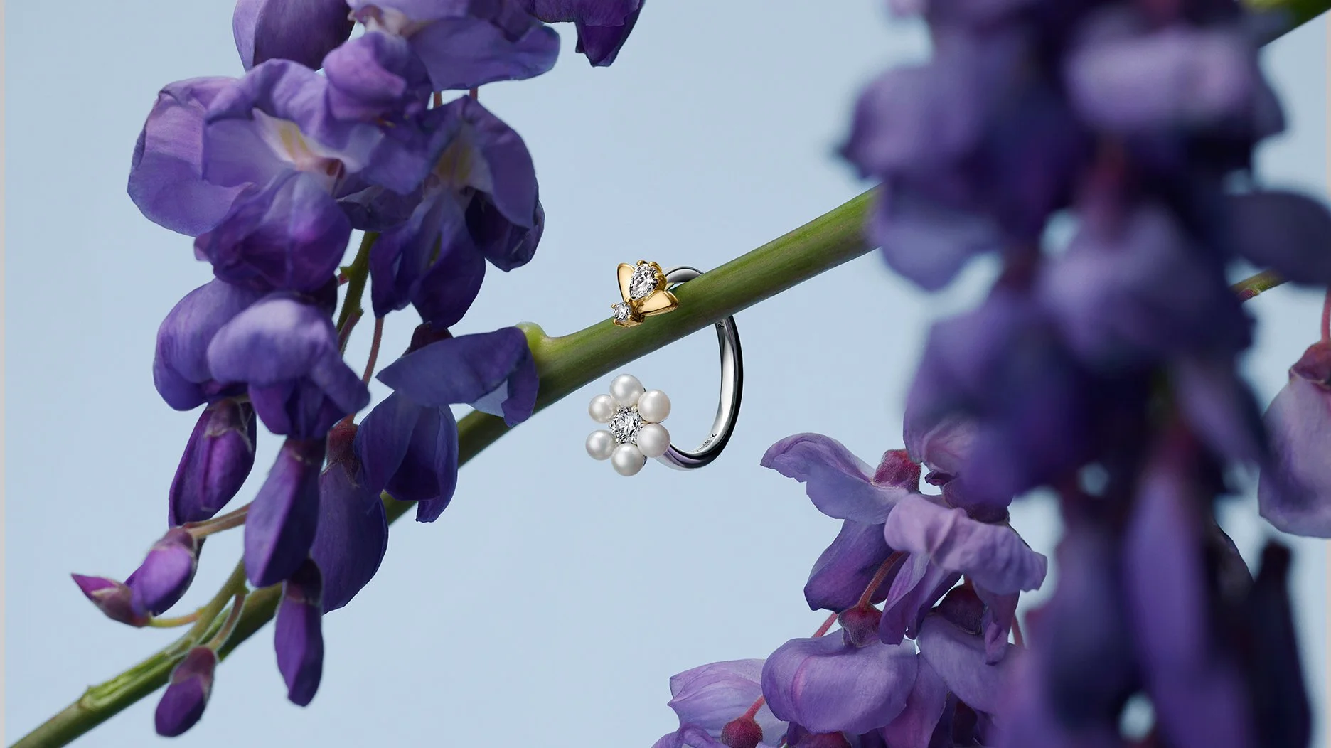 20260108_4-Pandora Bridgerton.jpg