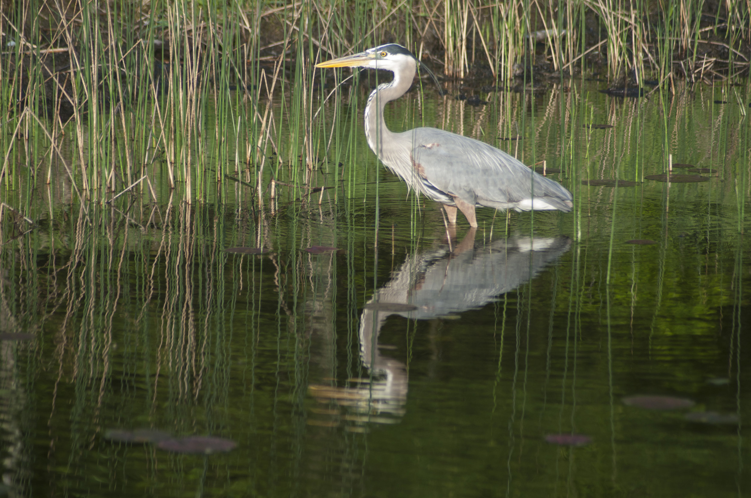_DSC9879.jpg