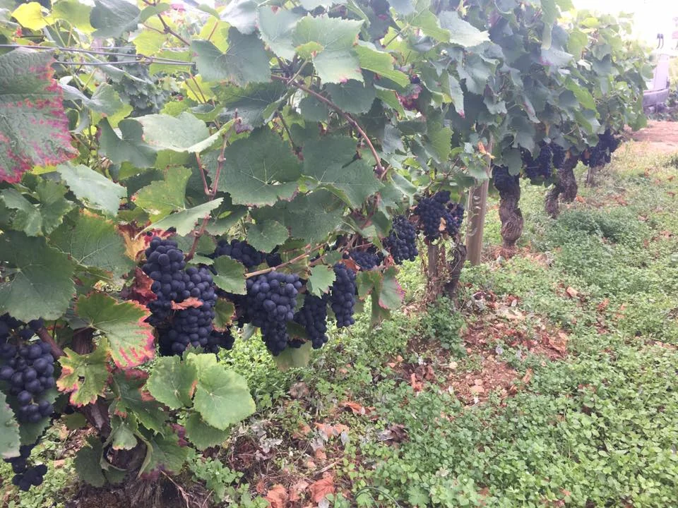 grapes.jpg
