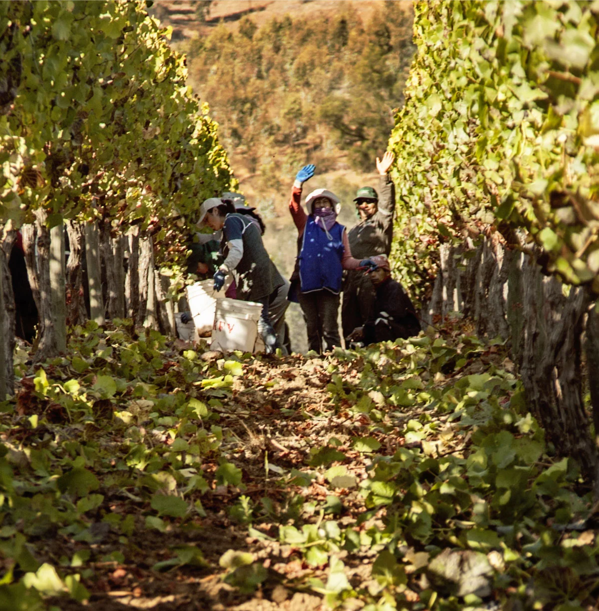 Winemaking_06.jpg