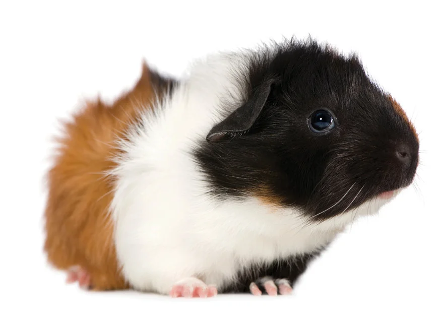 Two Brown Rabbits.onwhite.jpg