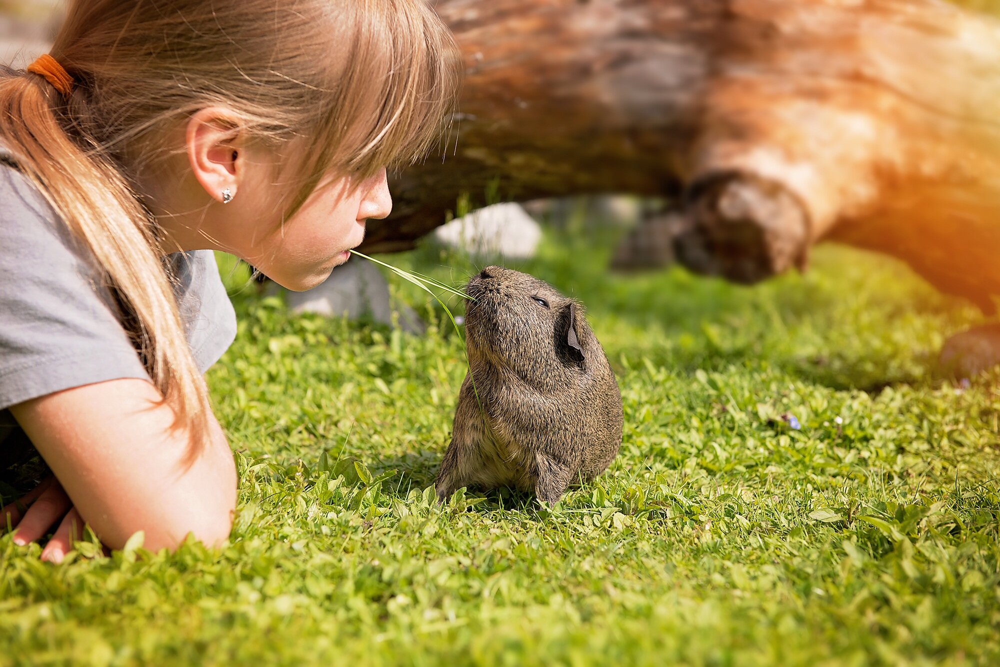 guinea-pig-child.jpg