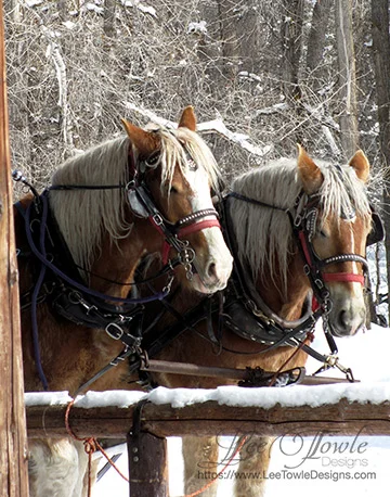 Belgian Sleigh Horses reminiscent of a winter wonderland for Christmas. This nature photography is available to print on a variety of print wall art and home decor items through Fine Art America.