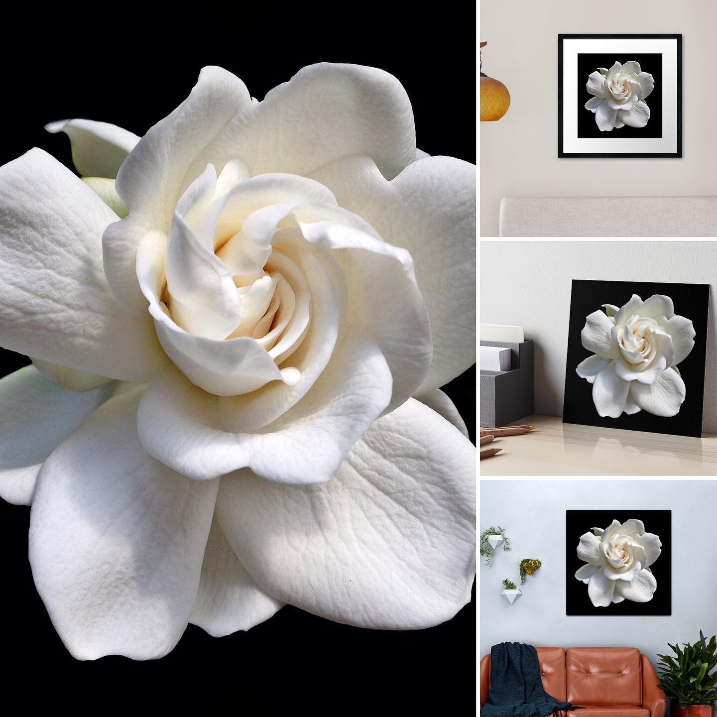 Gardenia Blossom Close-Up Flower Blossom Design. I love Gardenias, not only are they beautiful, but smell so heavenly. The blossom in the photo was from Gardenia bushes that used to be planted i front of my house. Prints are available in my Redbubble