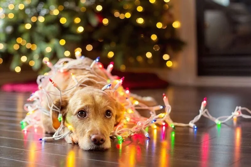 Tips &amp; Tricks to Cope with Stress During the Holidays