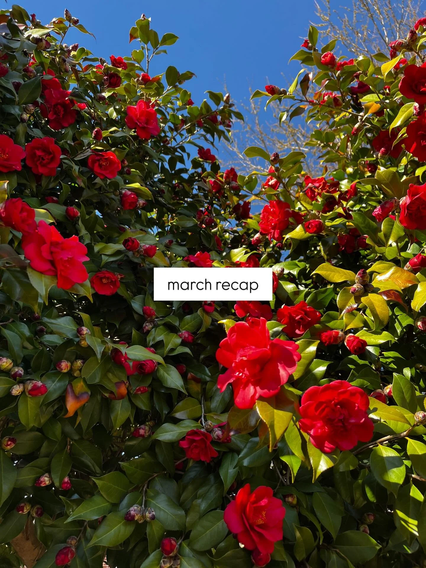 The month where new life was popping up everywhere around our home! Namely flowers and rabbits.🥹🤭 We moved into this home during late fall/early winter, so it&rsquo;s been fun to discover new things with the coming spring that we had no idea would 