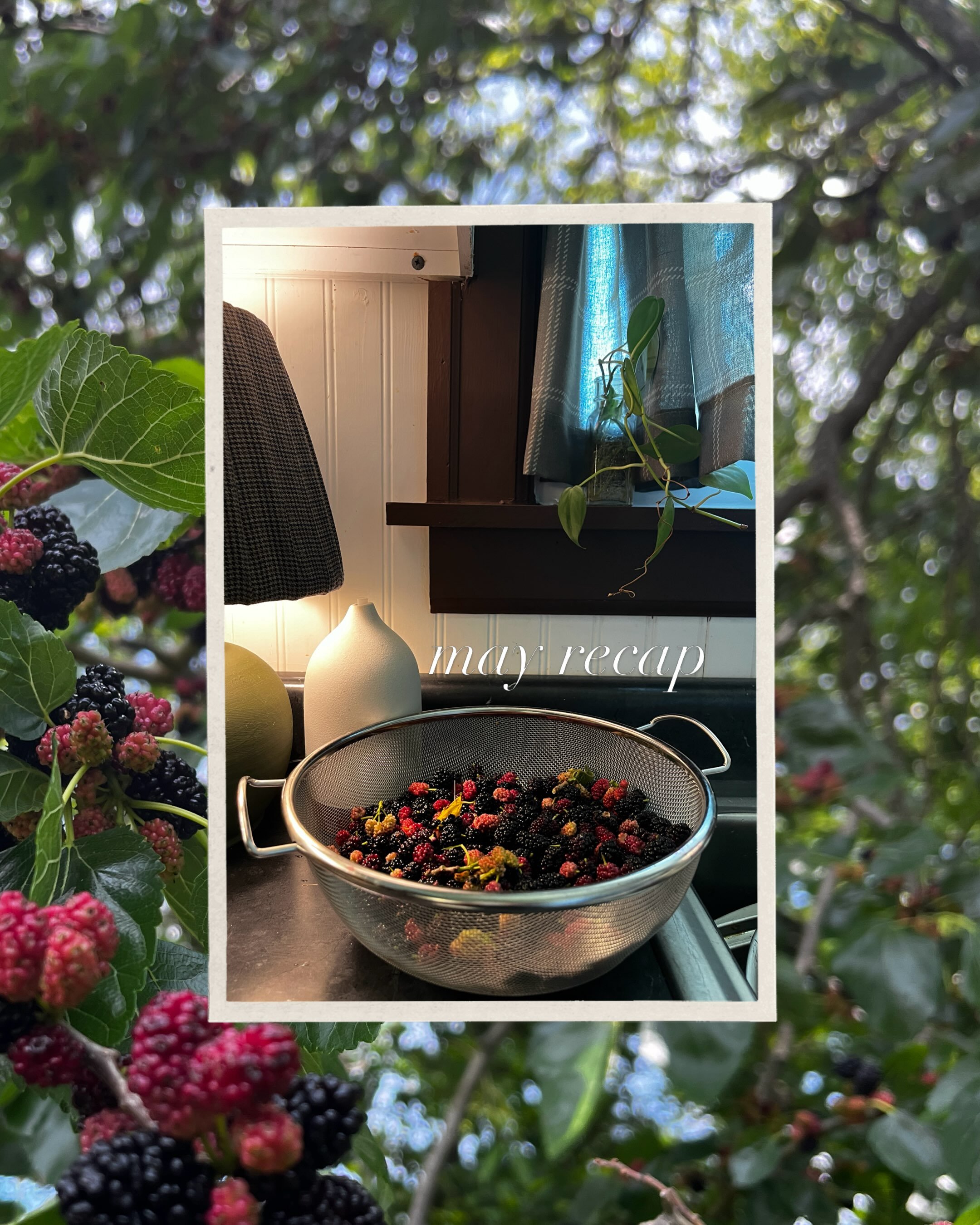 May started off with discovering that we have a MULBERRY TREE in the backyard.🤯🌿 I&rsquo;m tellin ya, the beautiful surprises popping up have been so fun. I did indeed make some jam with them so might as well call me Ma Ingalls at this point.👩🏻&z