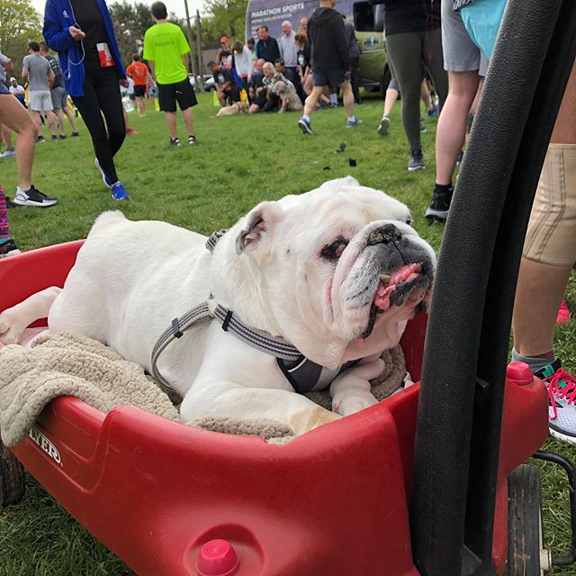 Great day supporting the #Run For Recovery and @BostonBulldogs
