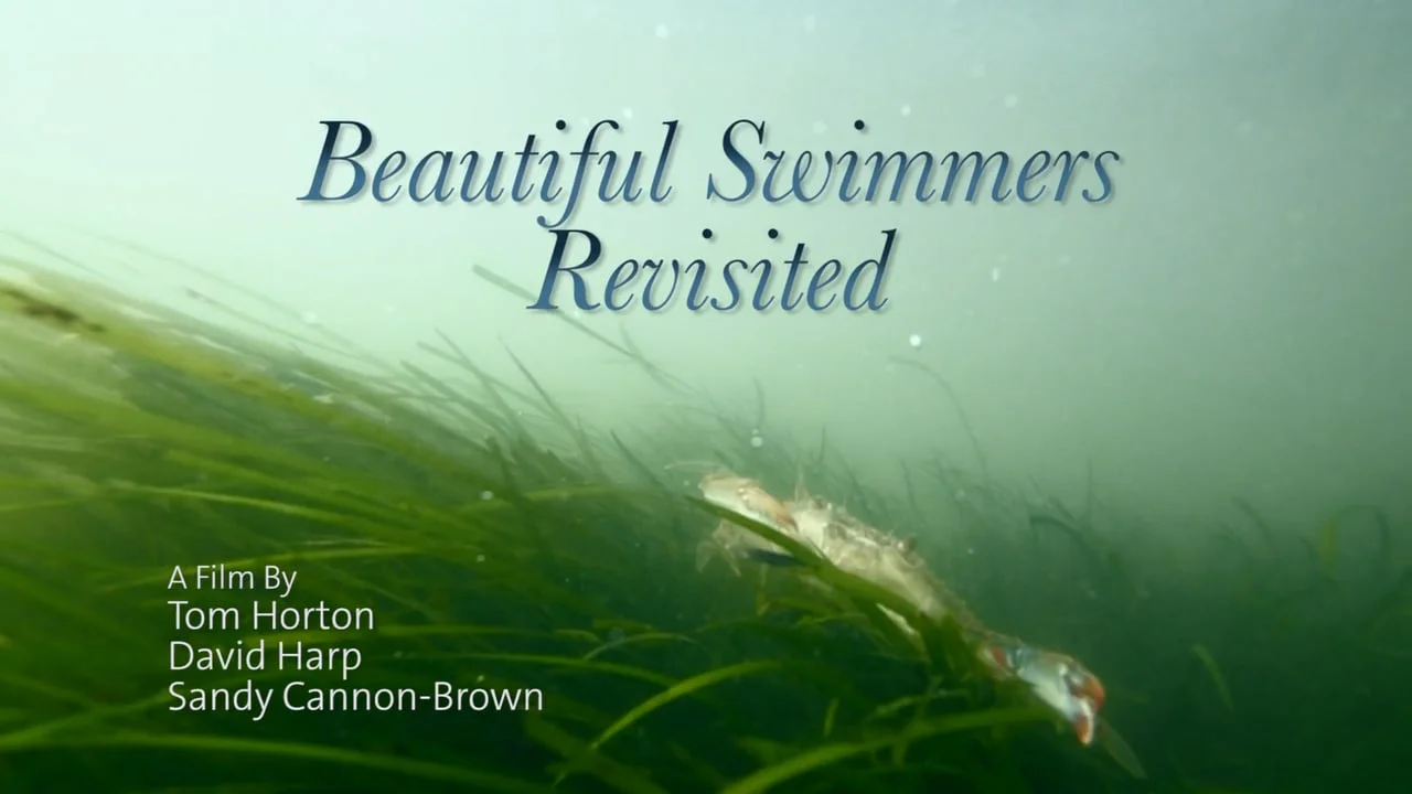Beautiful-Swimmers-Revisited.jpg