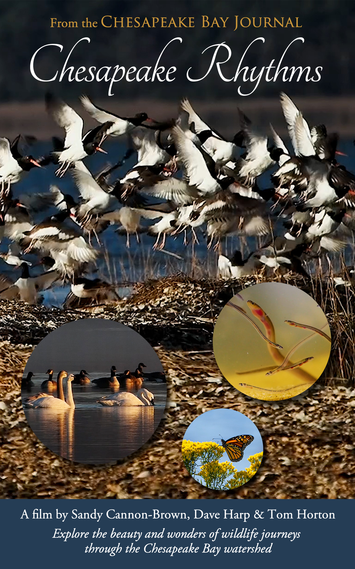 Chesapeake Rhythms poster.png