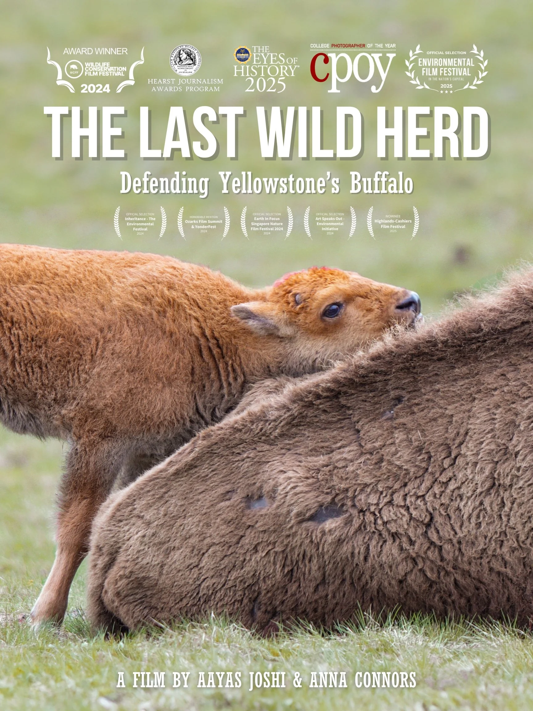The Last Wild Herd: Defending Yellowstone's Buffalo