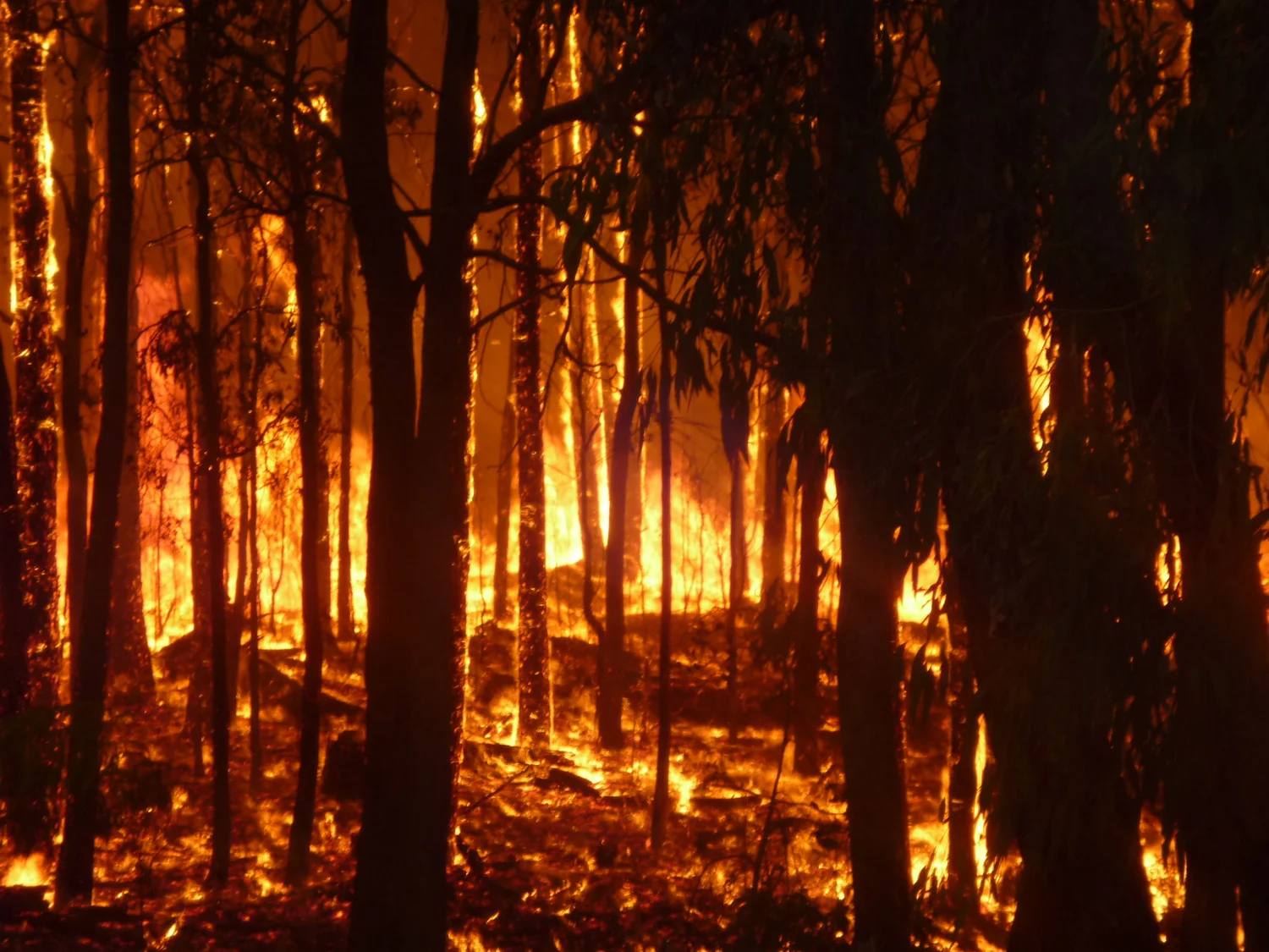 #50-Fire In The Eucalypts with Harold Larson and Jordan Sykes episode artwork