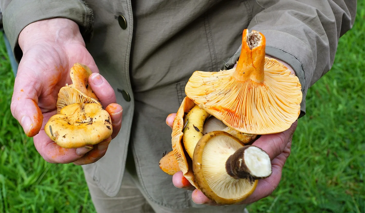 #57-Wilderness Food Foraging with Kelly Harlton episode artwork