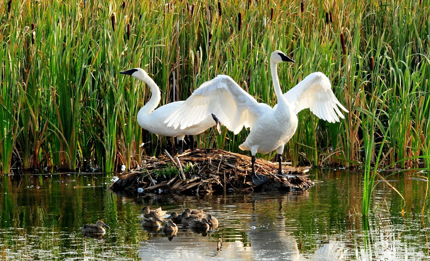#59-Trumpeter Swan Conservation with Mark Heckbert episode artwork