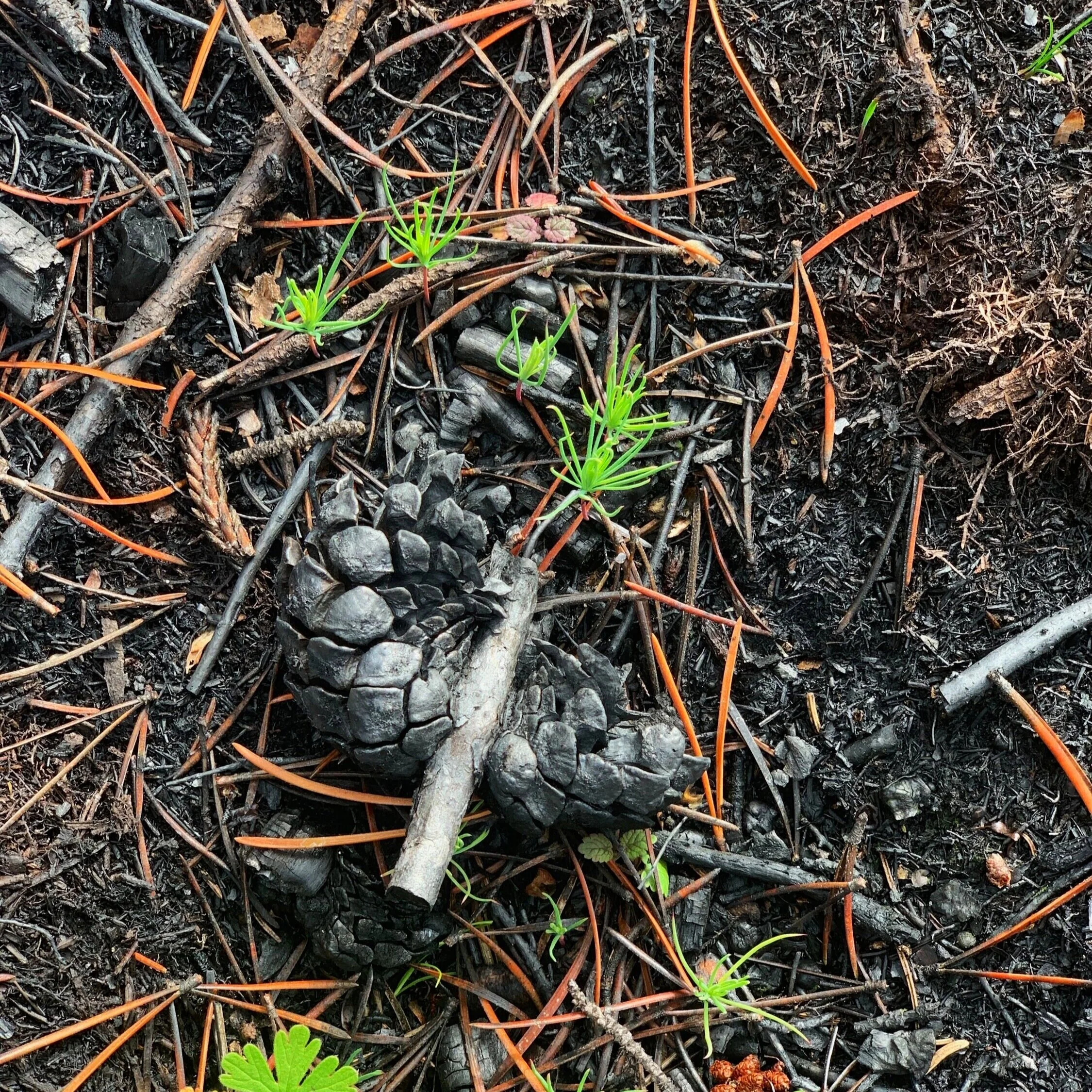 The Final Chapter: Lessons Learned from YourForest