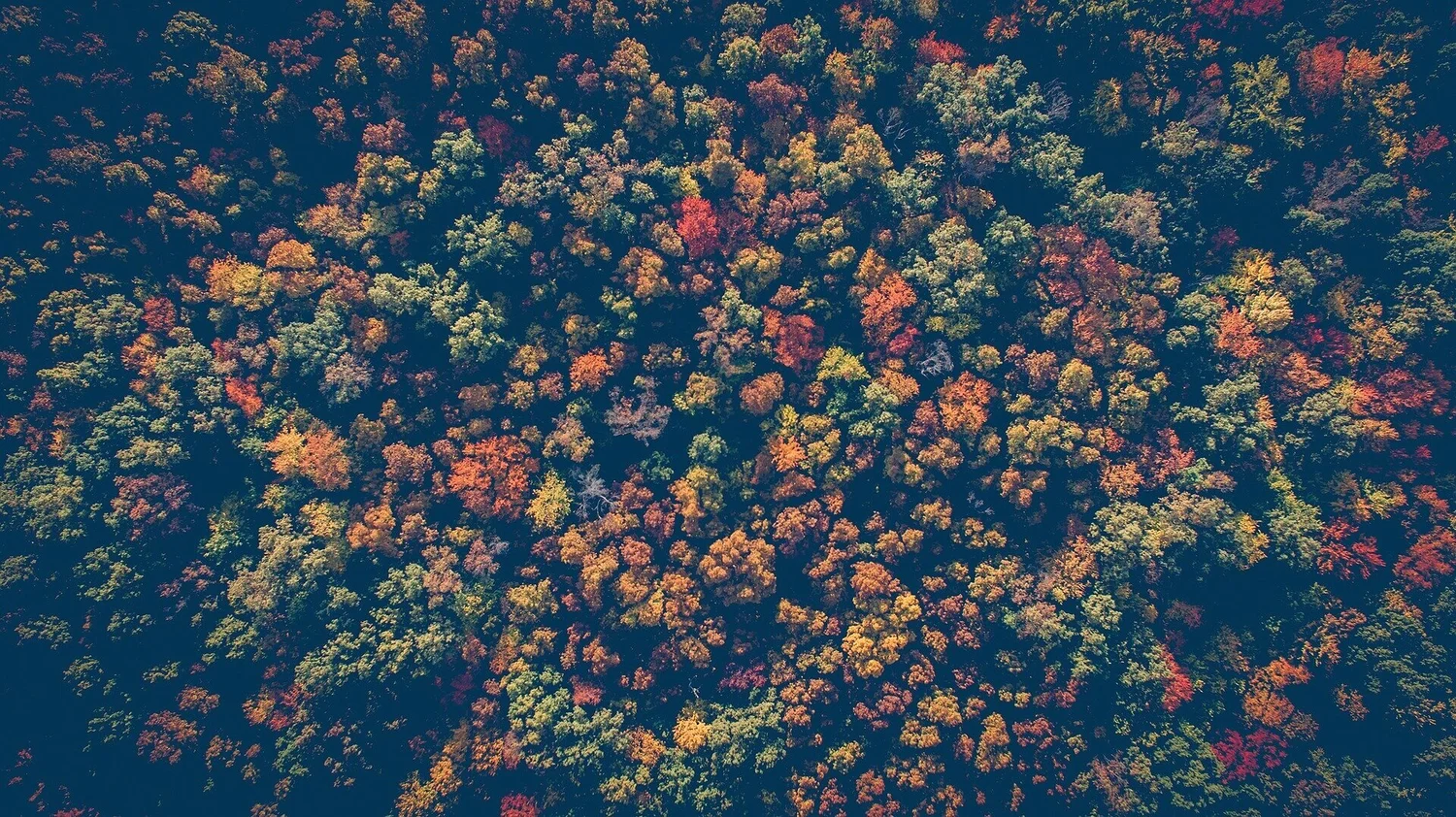#88-Investing In Forests with Diego Saez Gil episode artwork