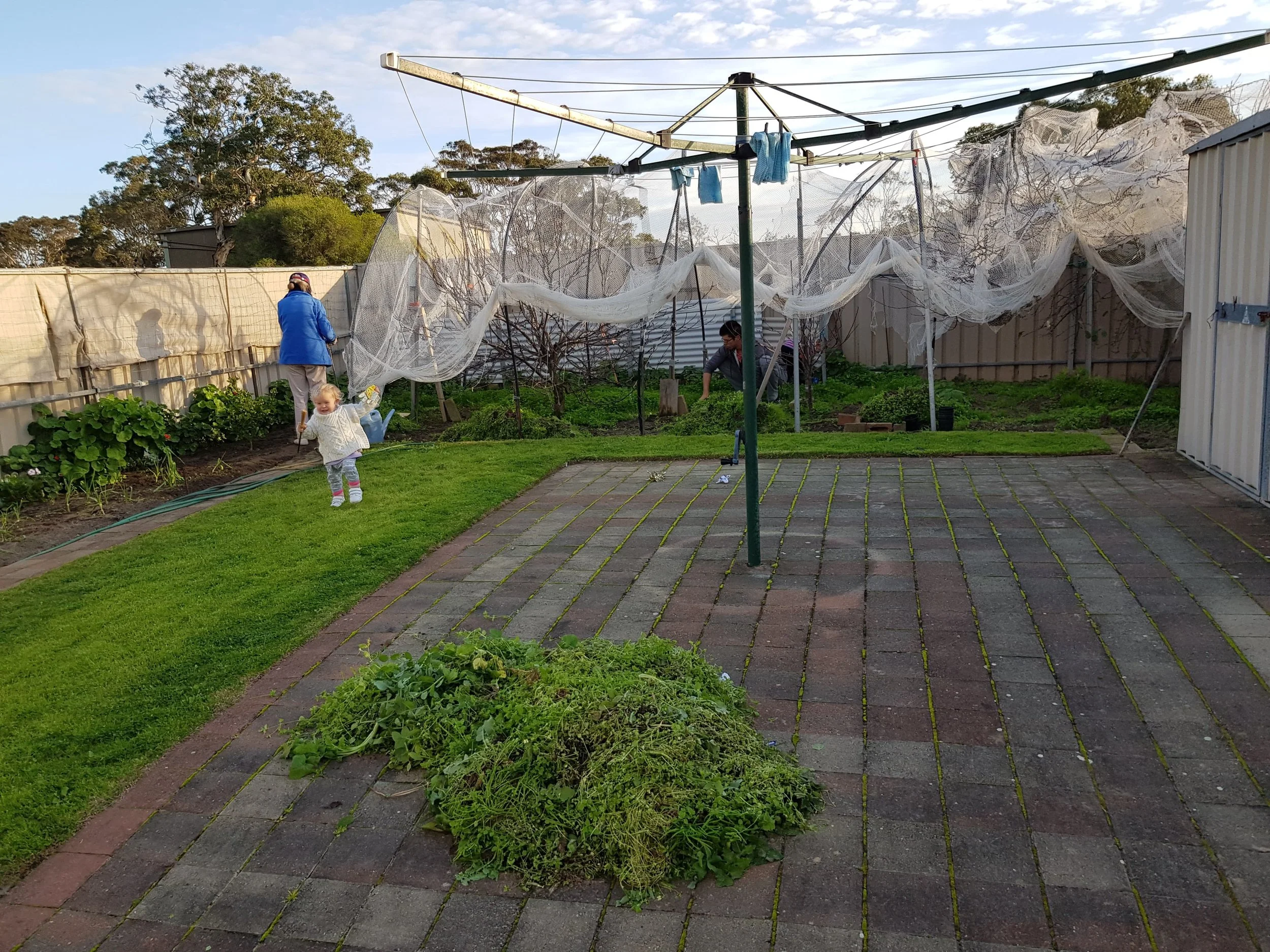 The Plethora Of Weeds At Mum’s Place