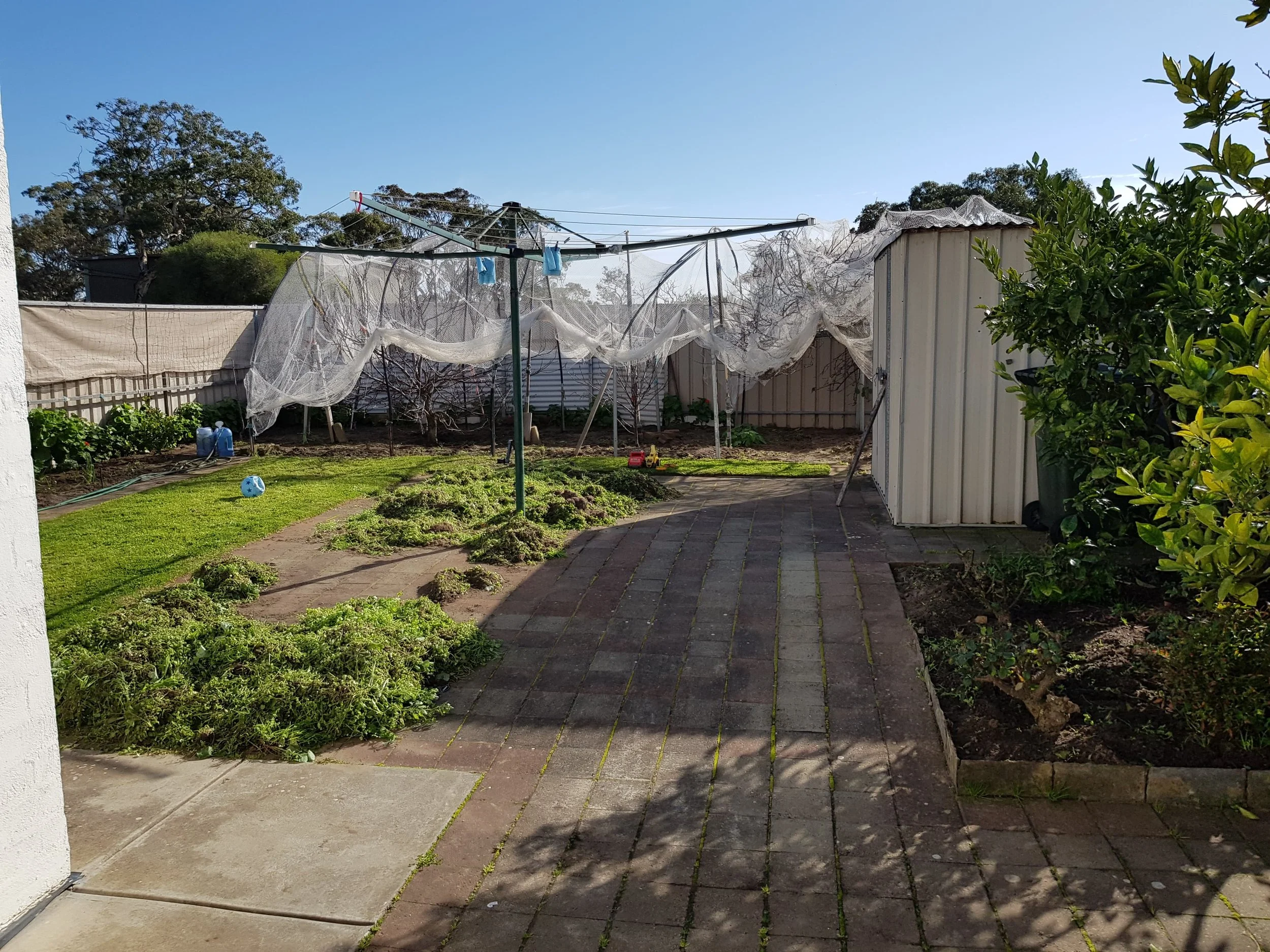 And just like that! The weeds were pulled out and left to dry on the pavers