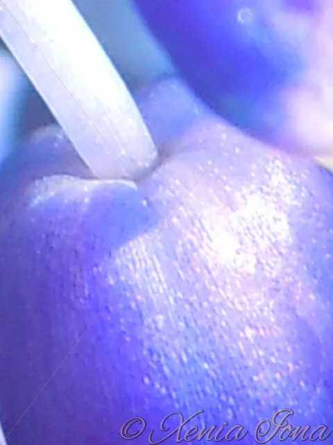 bluebell