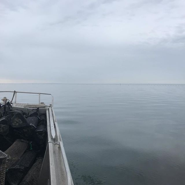 All shades of grey this morning #yorkepeninsula #oysterfarm #oysters #deckieforaday #workingonsaturday