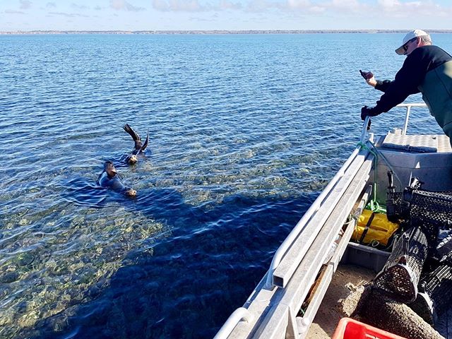 Posing for the paparazzi #deckieforaday #yorkepeninsula #oysterfarm #satourism