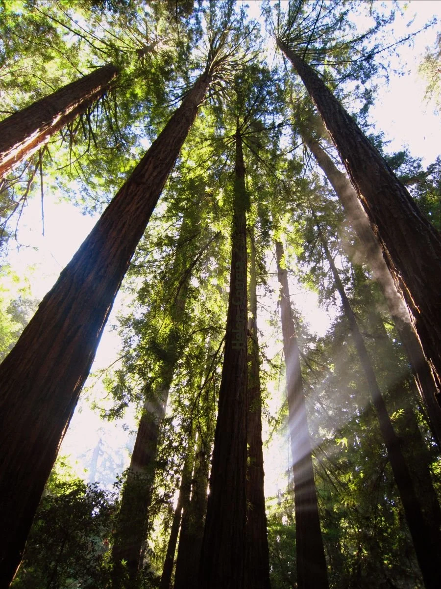 Compassion And Nature Connection: Do They Go Together?