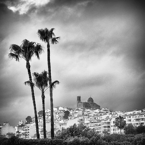 3 Palm trees