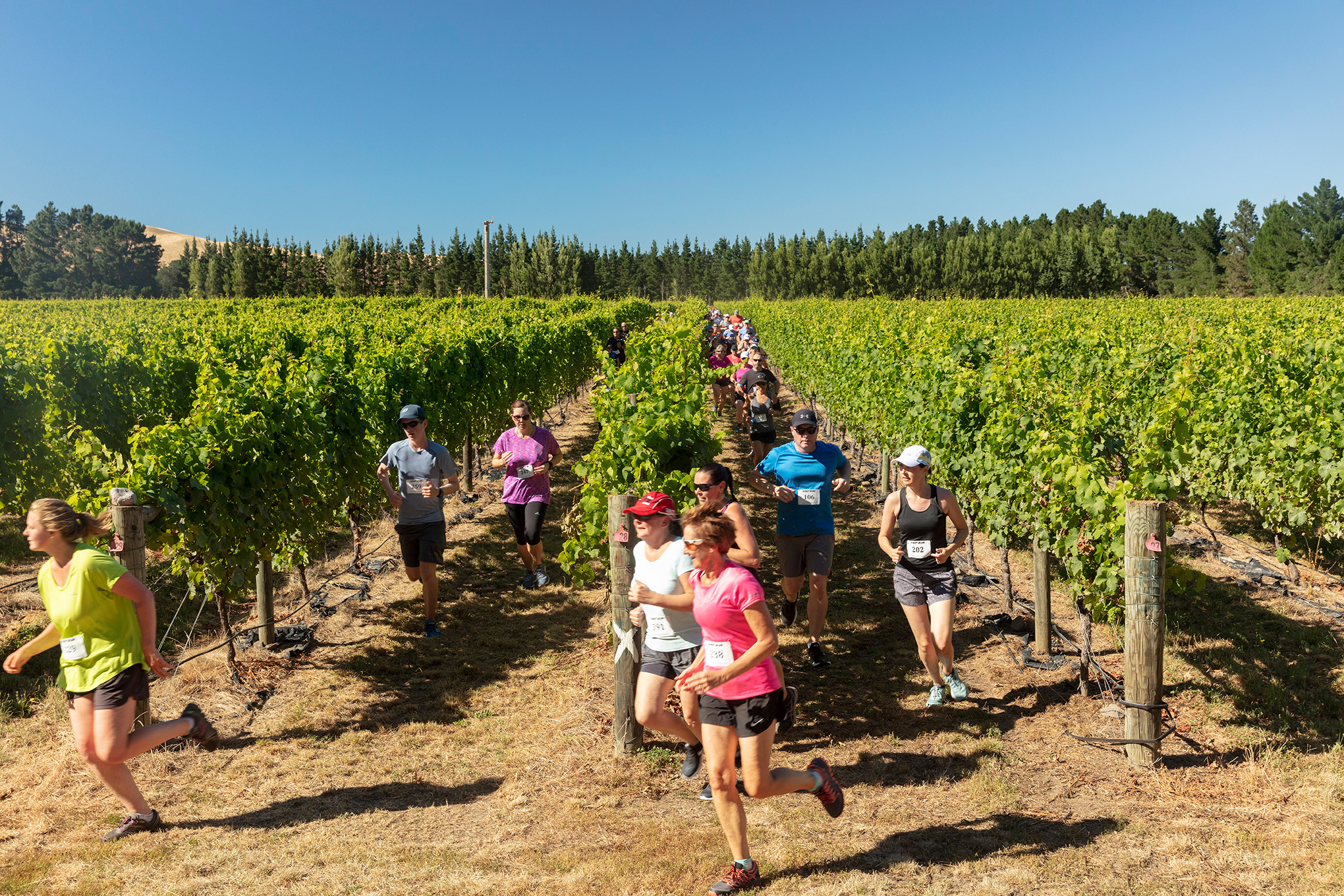 Pegbay_2019_Vinerun_062.jpg