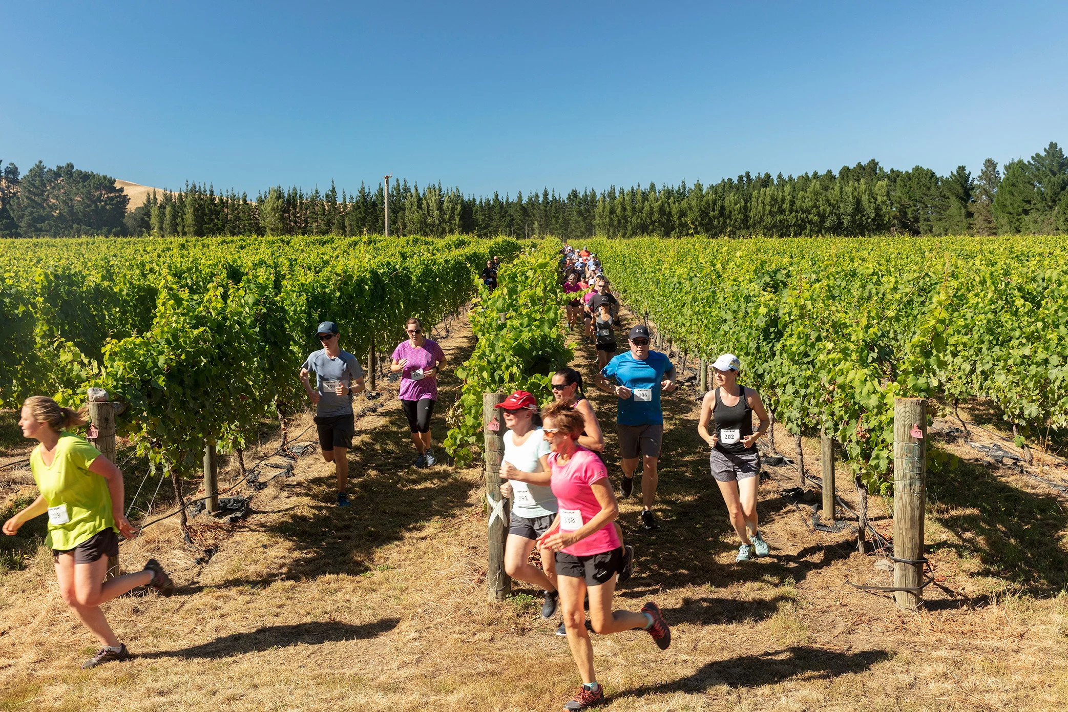 Pegbay_2019_Vinerun_062.jpg